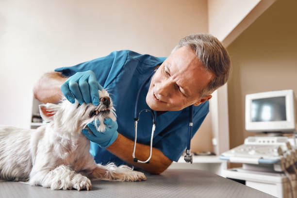 Best Emergency Dental Care for Abscessed Tooth in Arlington, WA